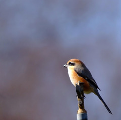 ２０１１　百舌鳥