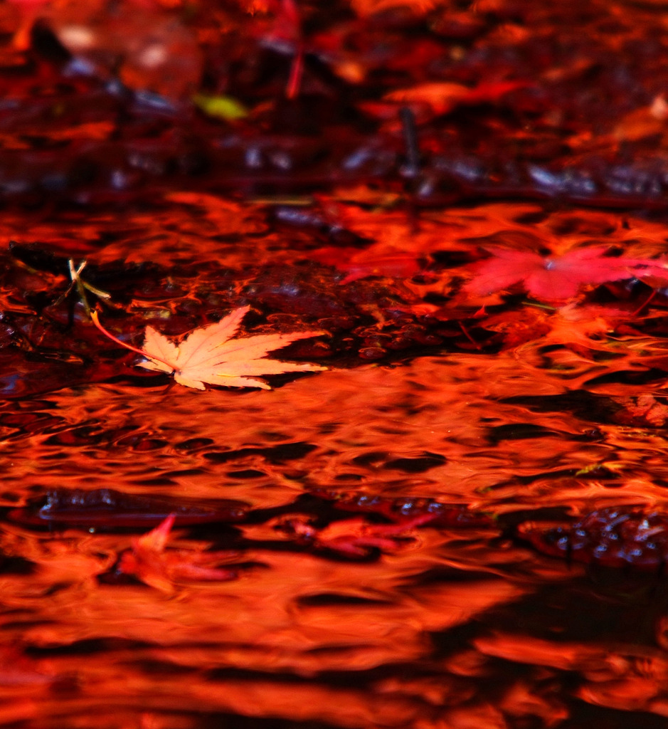 紅葉の炎。