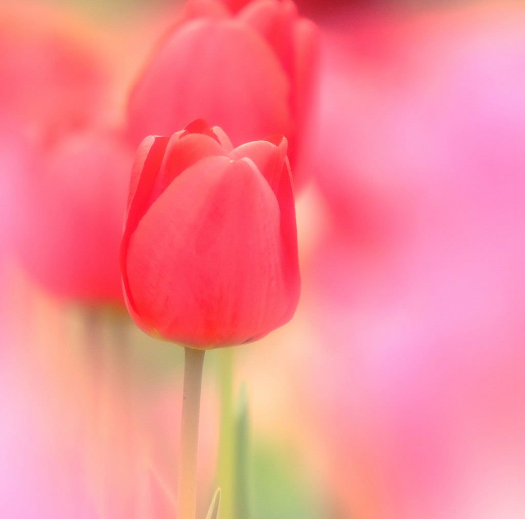 夢のつづき・華