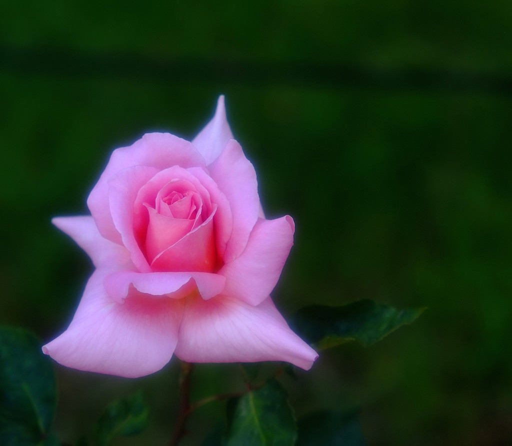 薔薇日記(3)　2013