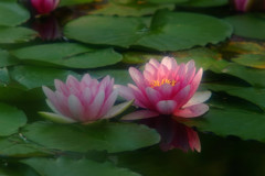 夢・睡蓮