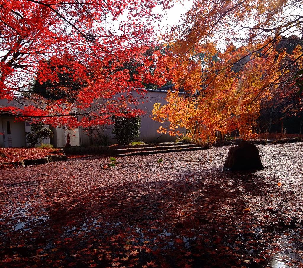 終焉・紅葉（2013）