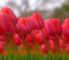 そよ風・華