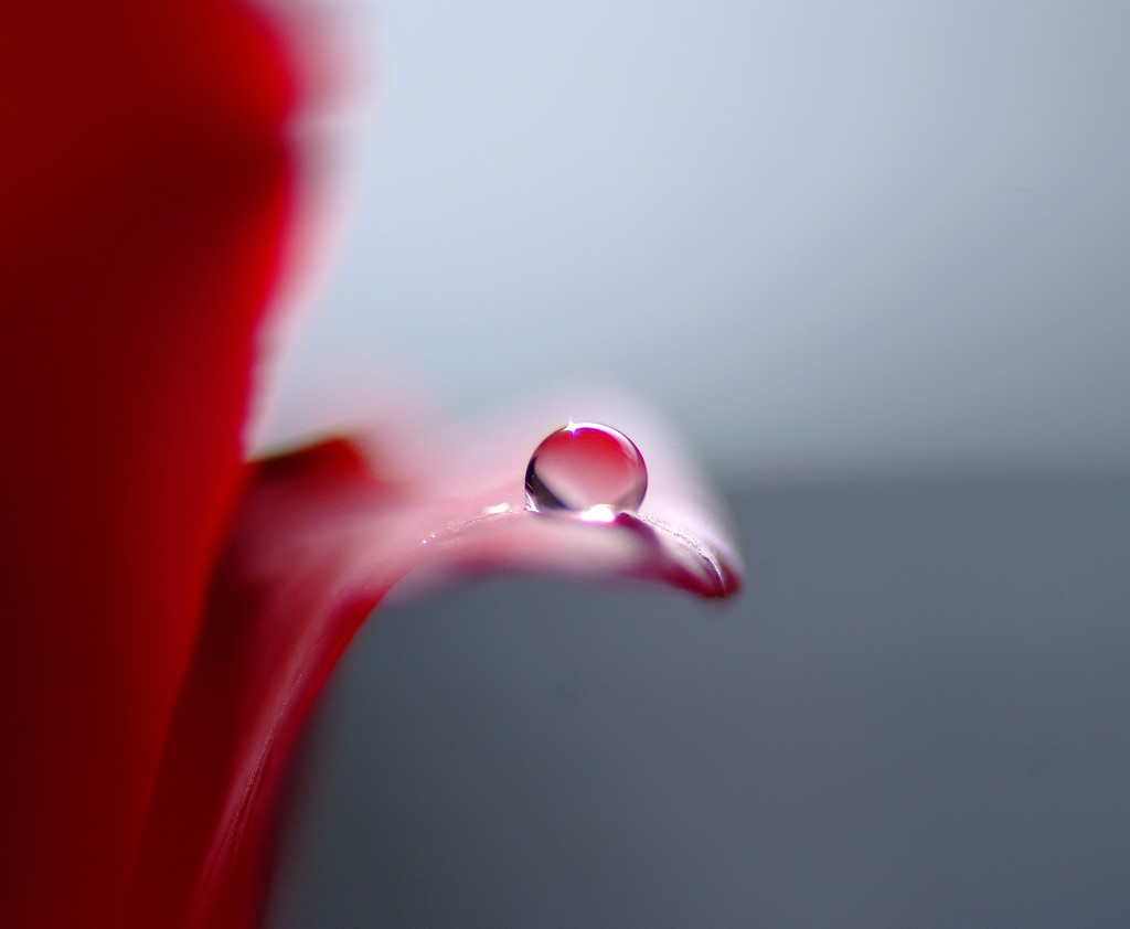 春・雫（３）