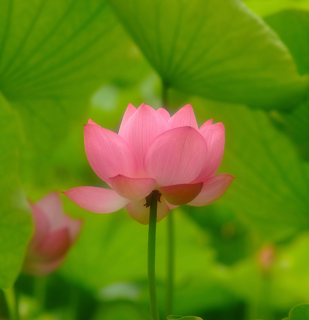 夏の予感