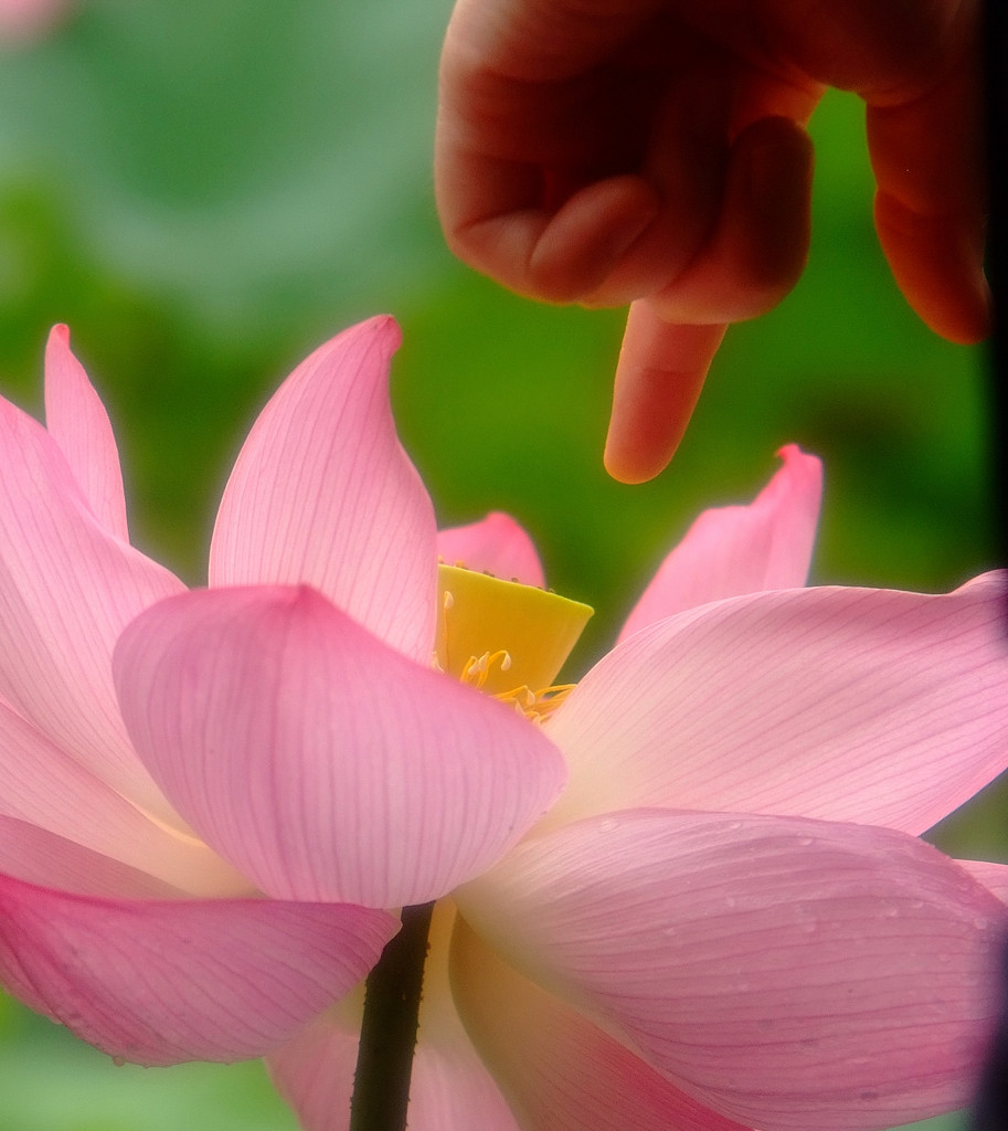 この指とまーれ。