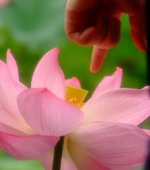 この指とまーれ。