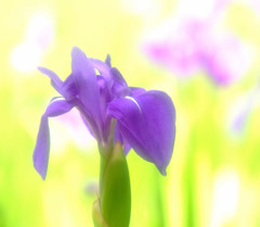 菖蒲日記（２）　2013