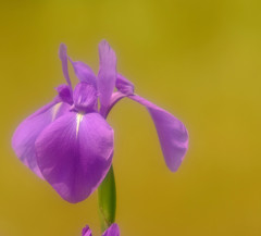 菖蒲日記　2013