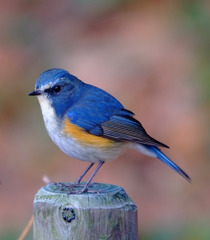 幸せを呼ぶ鳥。。