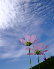 秋空とコスモス　２