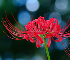 艶やか。。。？