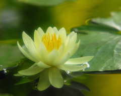 涼・睡蓮　（４）