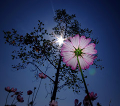 強く・儚く・秋桜