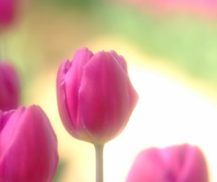 春便り・想