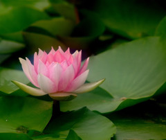 睡蓮便り・（心）