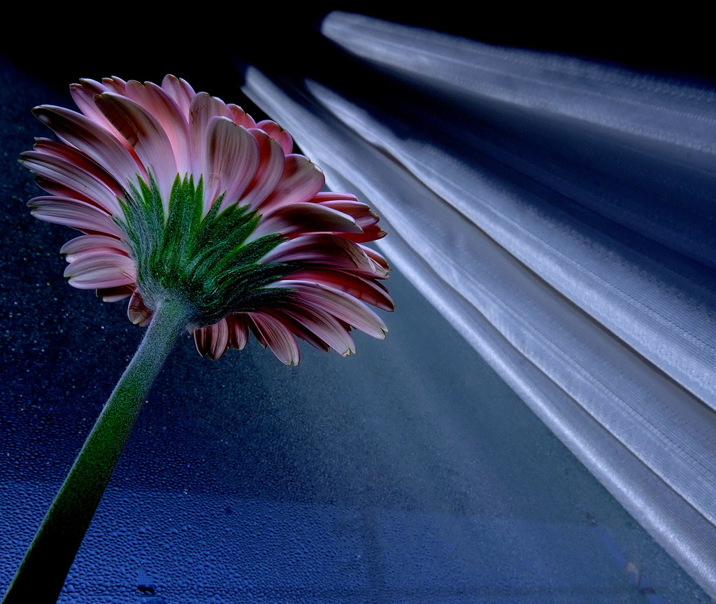 輝きの中で。。