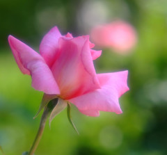 薔薇日記（２）　2013