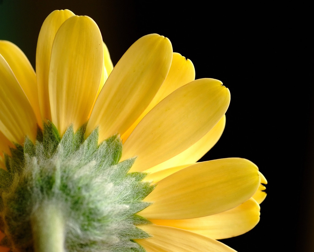 春の訪れ（２）