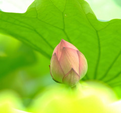 出会い・蓮