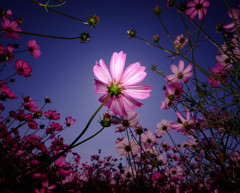 秋日和・秋桜