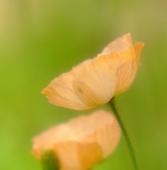 花時間　（３）