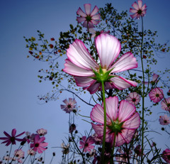 終焉・秋桜