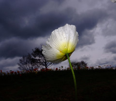 卯花月の華