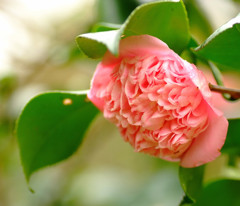 つばきの森にて。