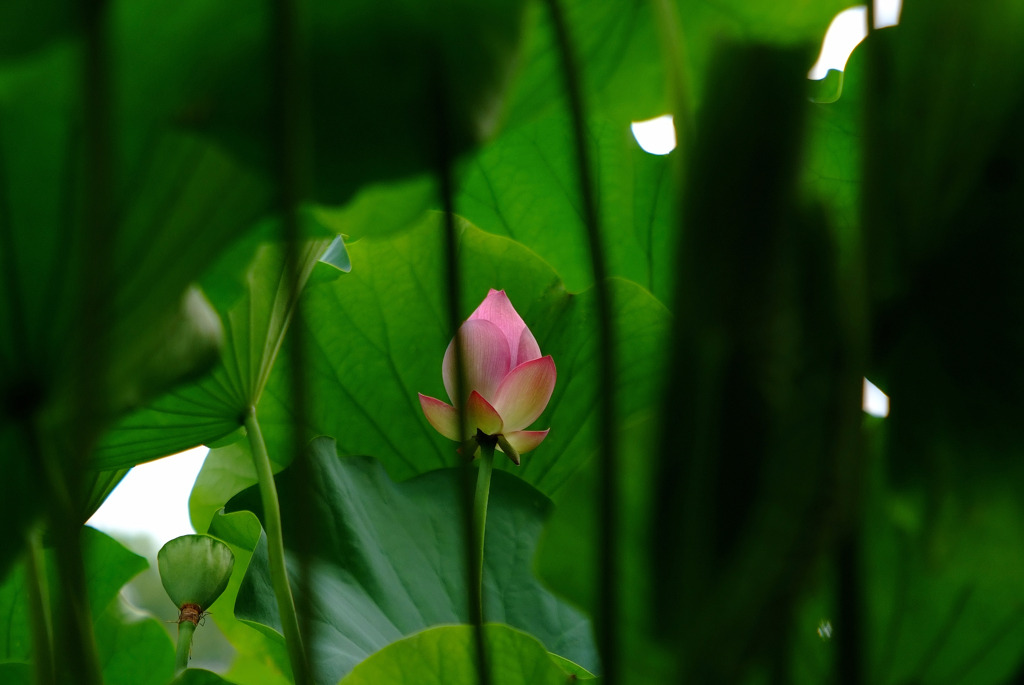 禁じられた恋。。