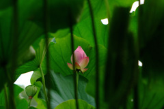 禁じられた恋。。