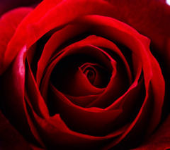 漆黒の薔薇。。