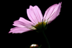 漆黒のコスモス。