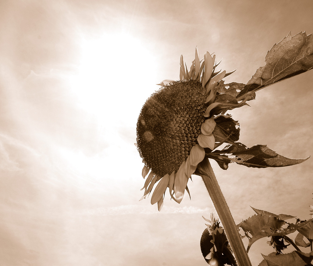 真夏のヒーロー