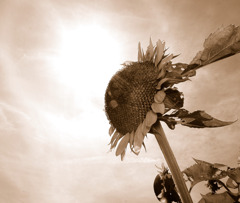 真夏のヒーロー