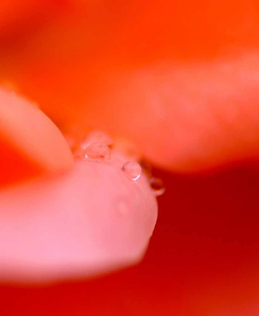 秘密の花園。。