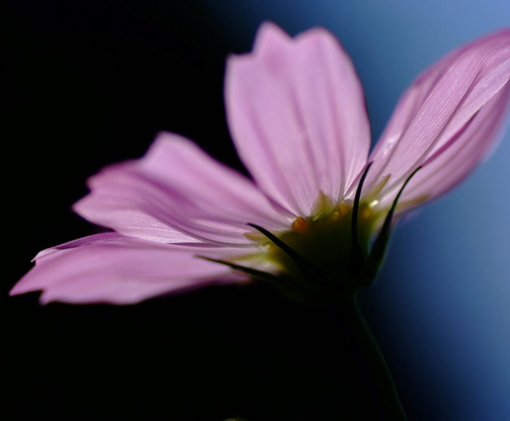 コスモス　２０１０