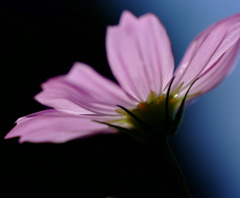 コスモス　２０１０