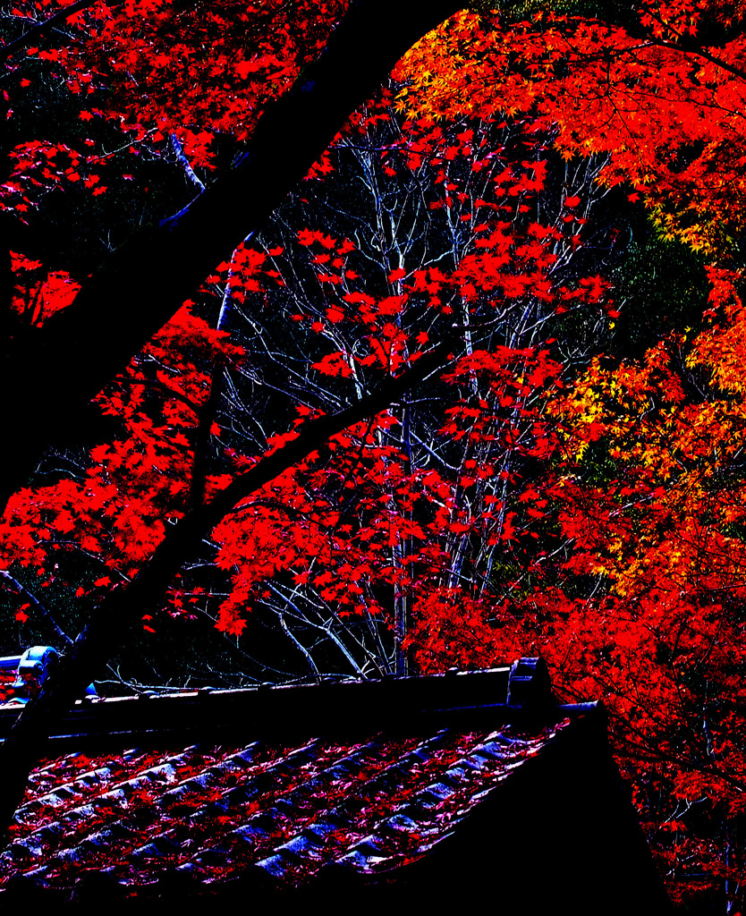 紅葉（黒と赤）