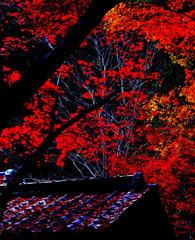 紅葉（黒と赤）