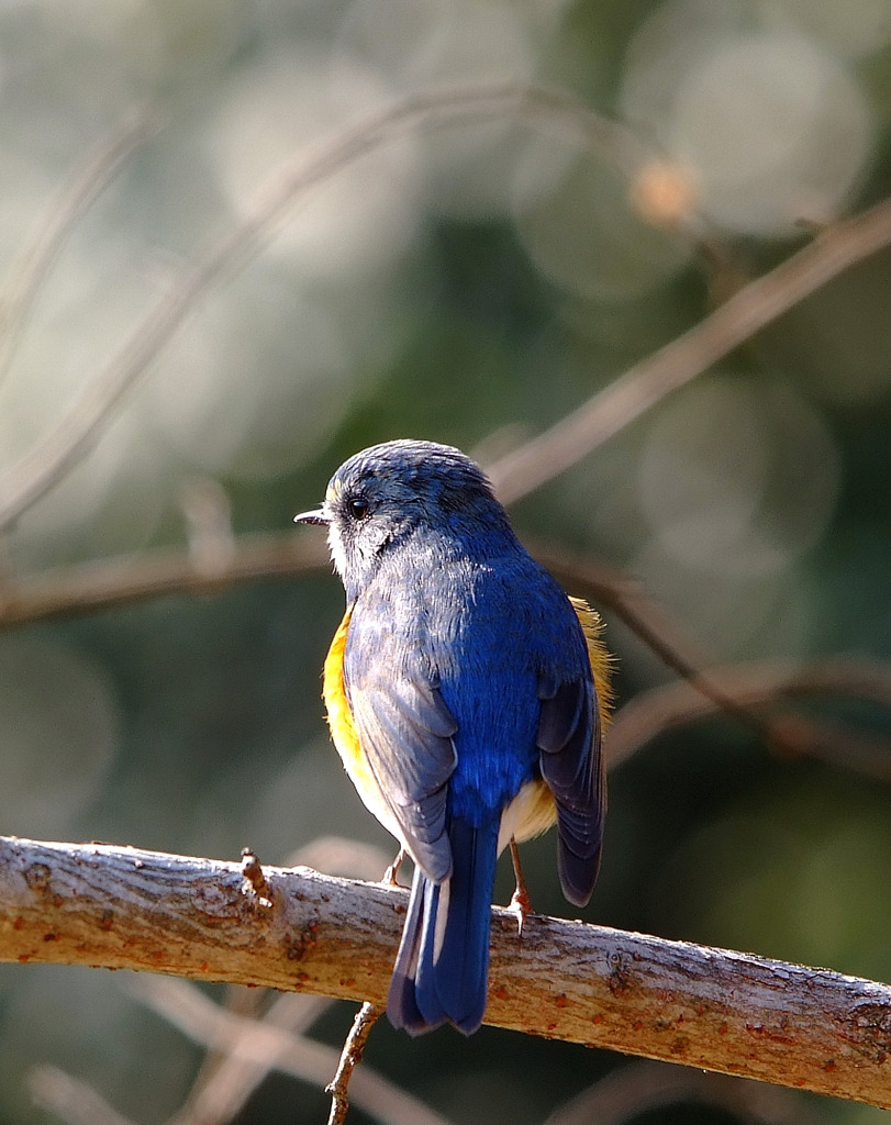 Siberian BlueChat