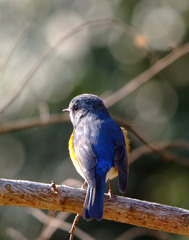 Siberian BlueChat