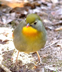 初　Leiothrix Lutea