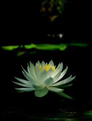 睡蓮　２０１０