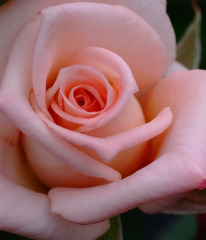 硝子の薔薇。。