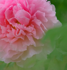 牡丹　２０１１