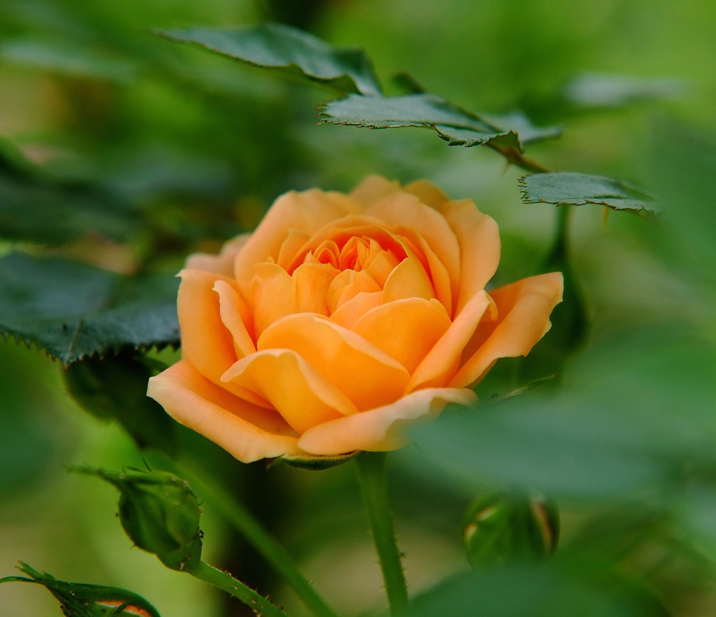 色彩々・薔薇