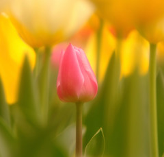 秘密の花園・華