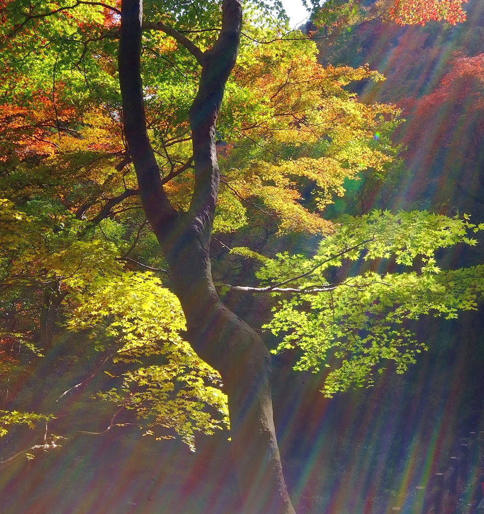 降り注ぐ光。