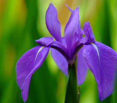 かきつばたの世界。